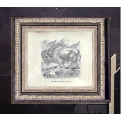 Bison Animals Framed Art 1