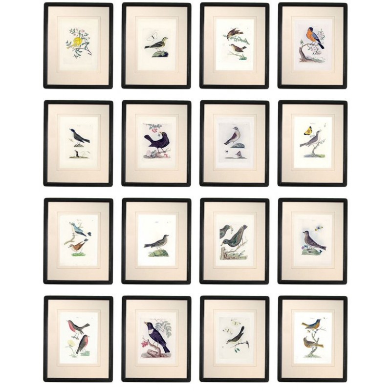 Bird Collection 1 Framed Art Collection
