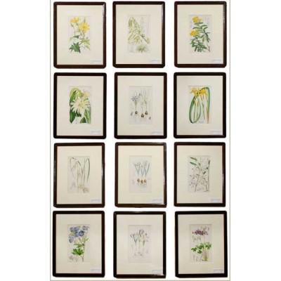 292 Floral Framed Art Collection