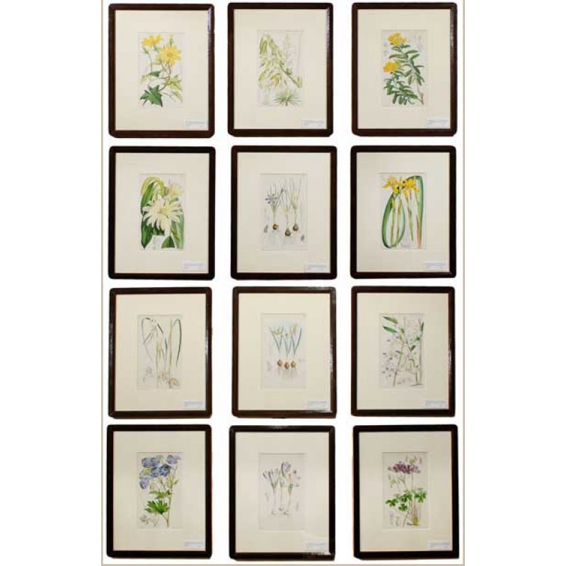 292 Floral Framed Art Collection