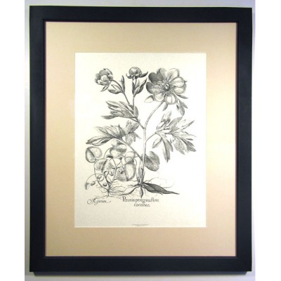 Besler Botanicals Framed Art 1
