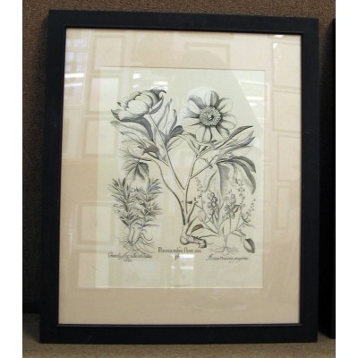 Besler Botanicals Framed Art 1
