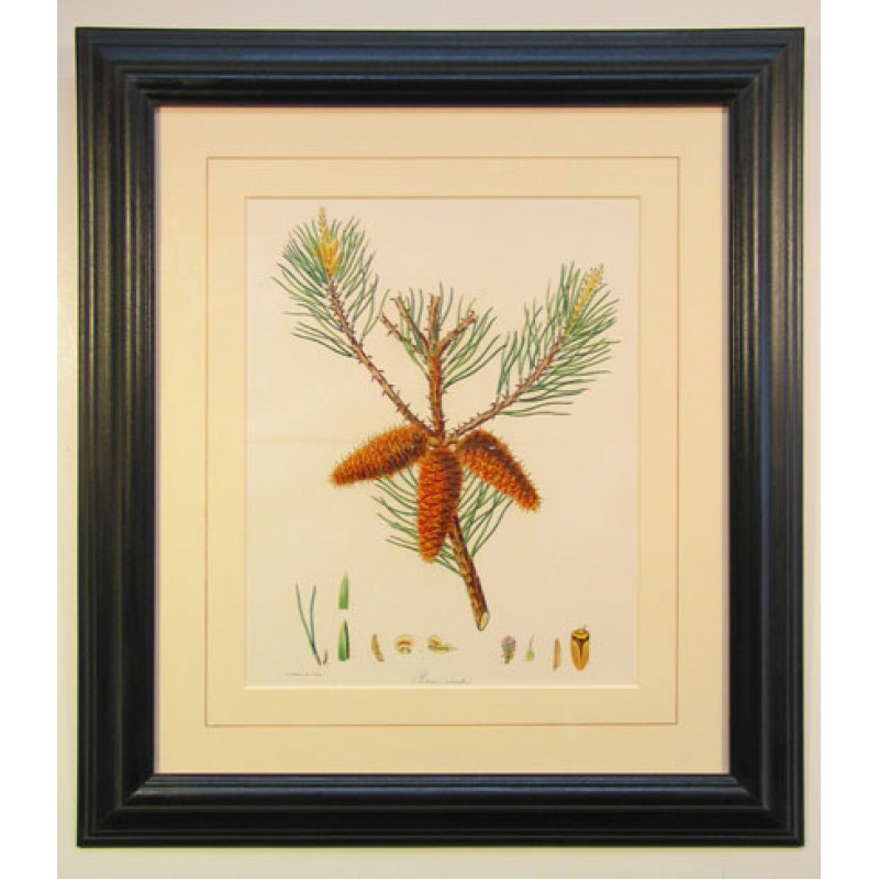Pines Trees Framed Art 1