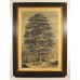 Tree Antique Framed Art 1